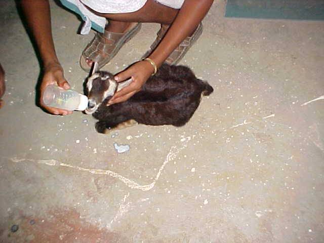 Irene (Sebastian's girlfriend) feeding Billy