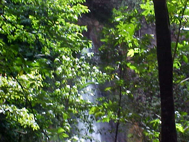 The first view of the falls through the trees.